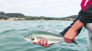 The Australian salmon off Wivenhoe are terrific – trolling could be the better way to find the schools.